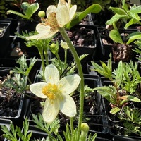 Anemone caroliniana